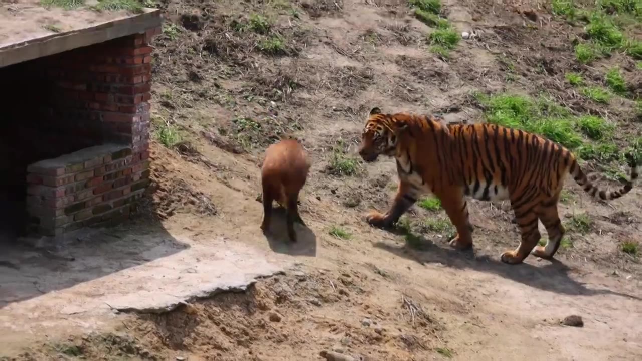 老虎捕猎野猪视频素材