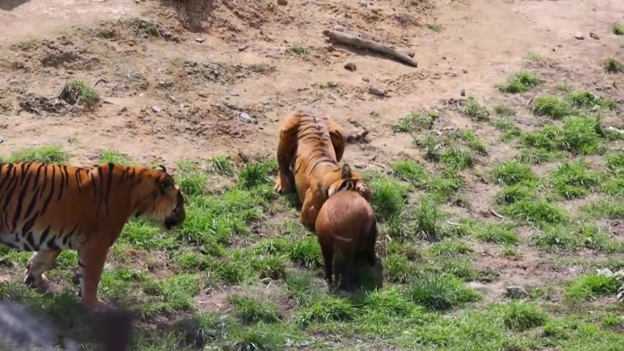 老虎捕猎野猪视频素材