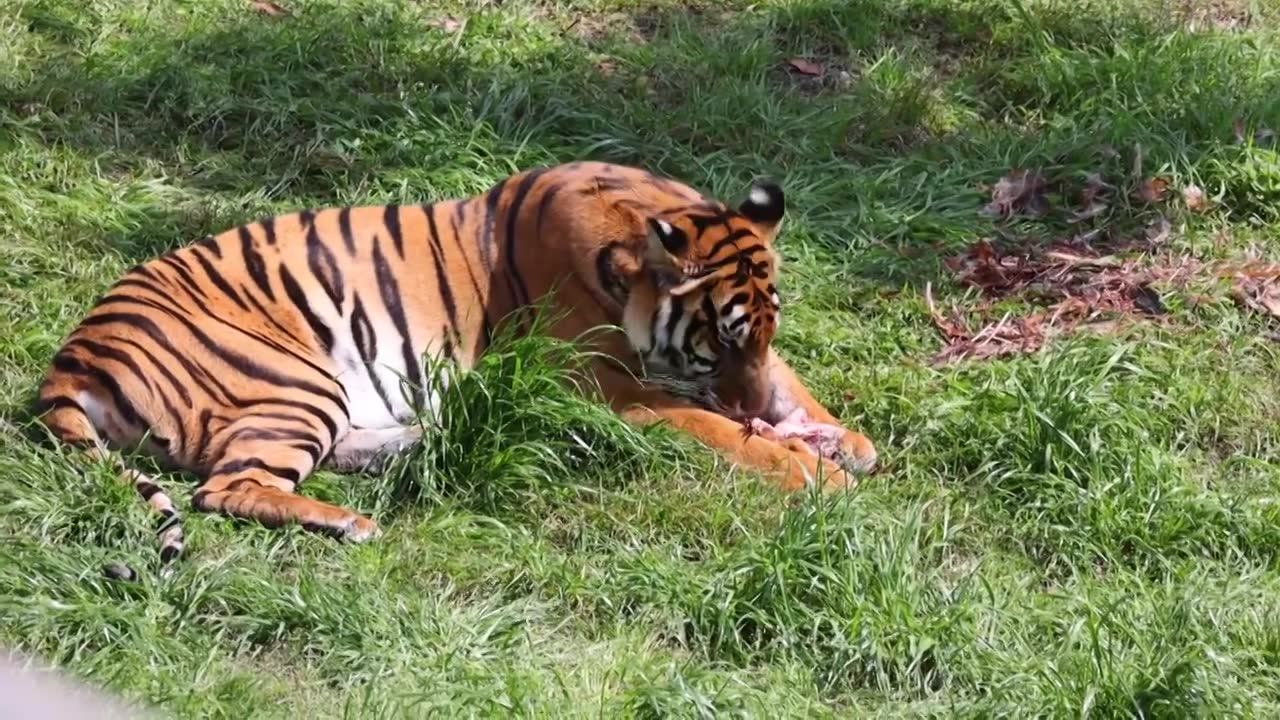 老虎捕猎野猪视频下载