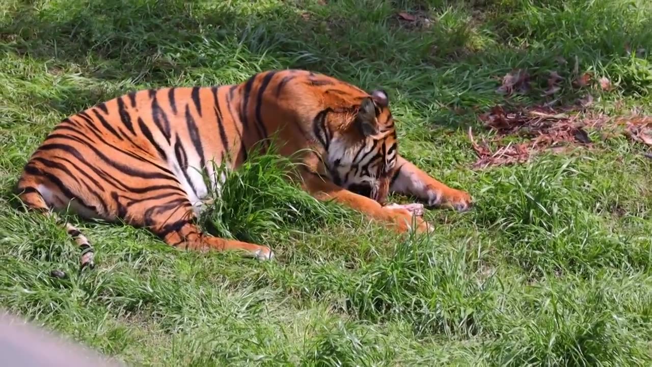 老虎捕猎野猪视频素材