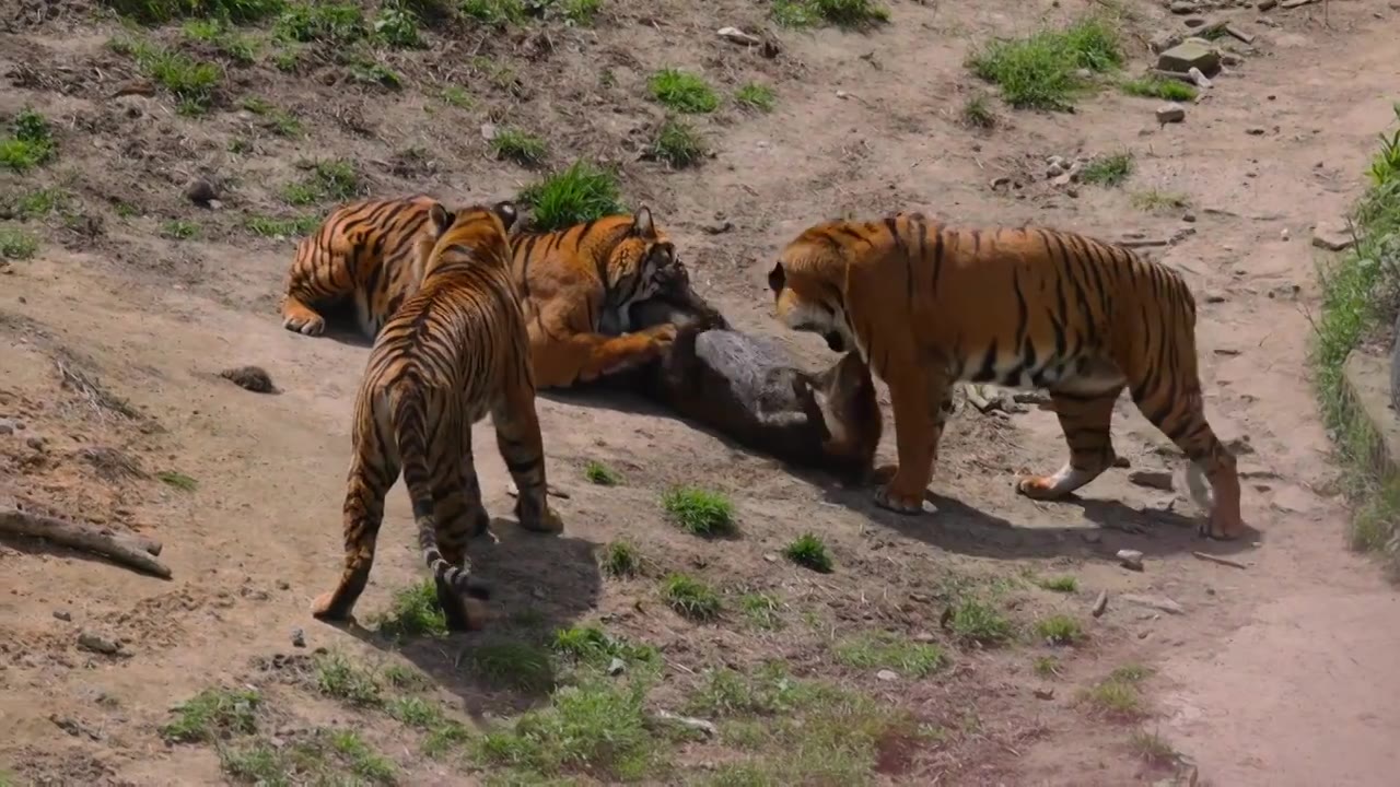 老虎捕猎野猪视频素材