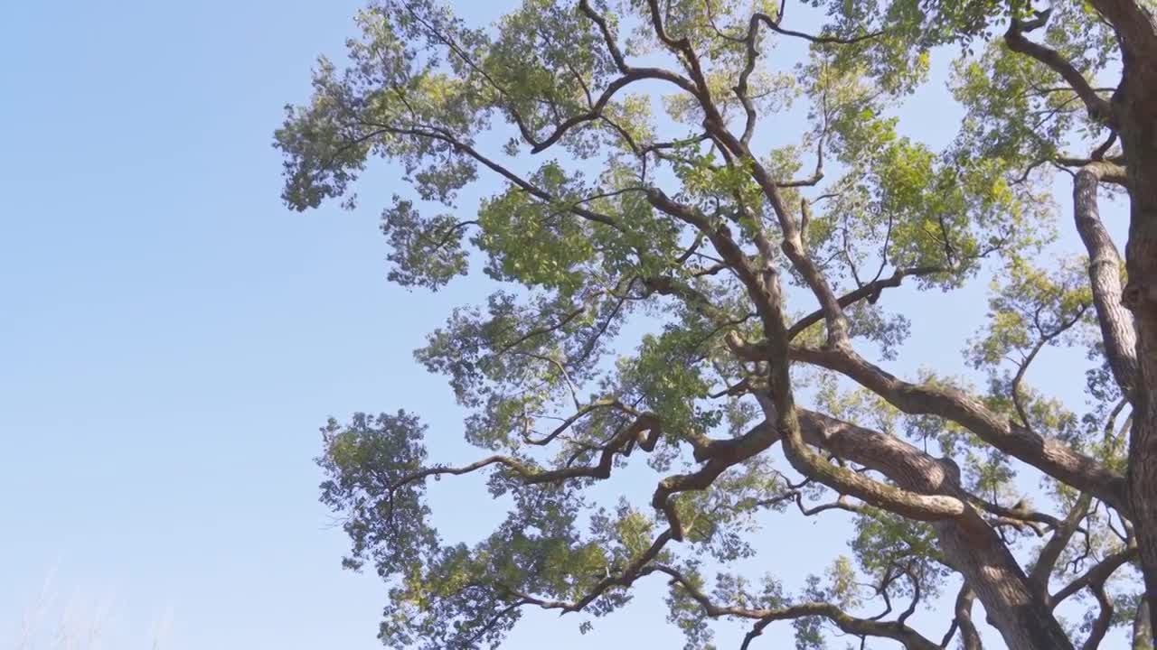 【合集】春天自然风景空镜视频素材