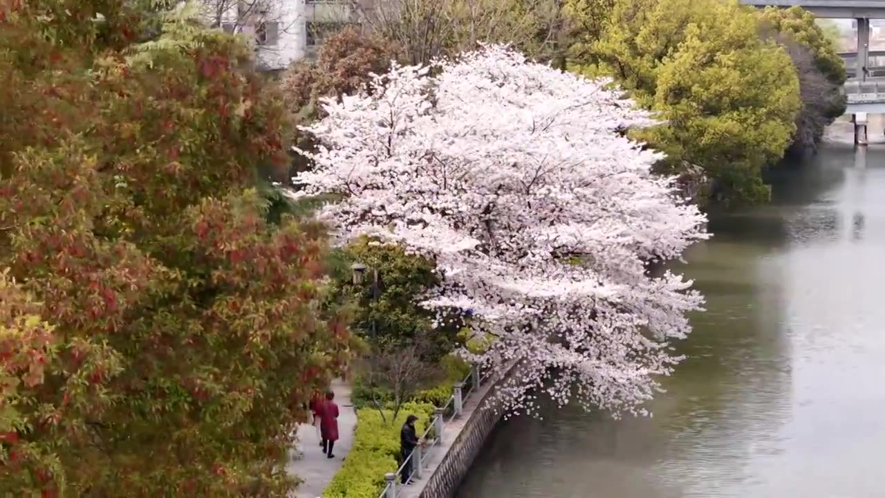 樱花盛开航拍视频素材