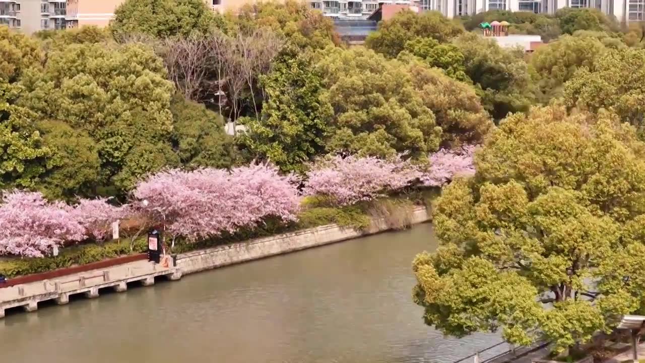 樱花盛开航拍视频素材