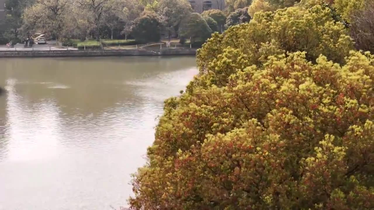 樱花盛开航拍视频下载