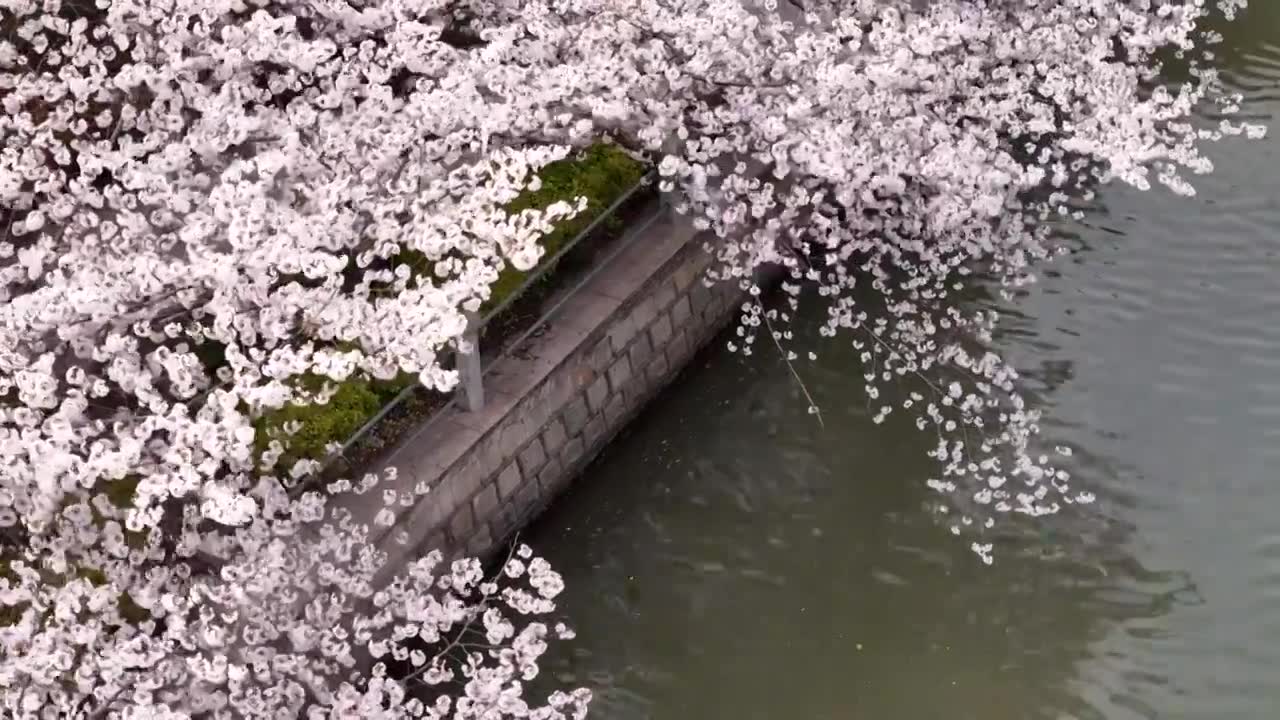 樱花盛开航拍视频素材