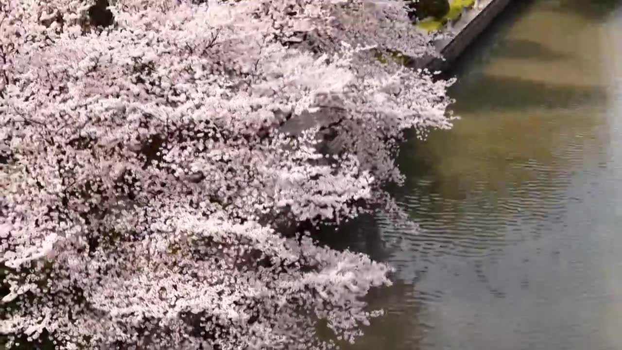 樱花盛开航拍视频素材