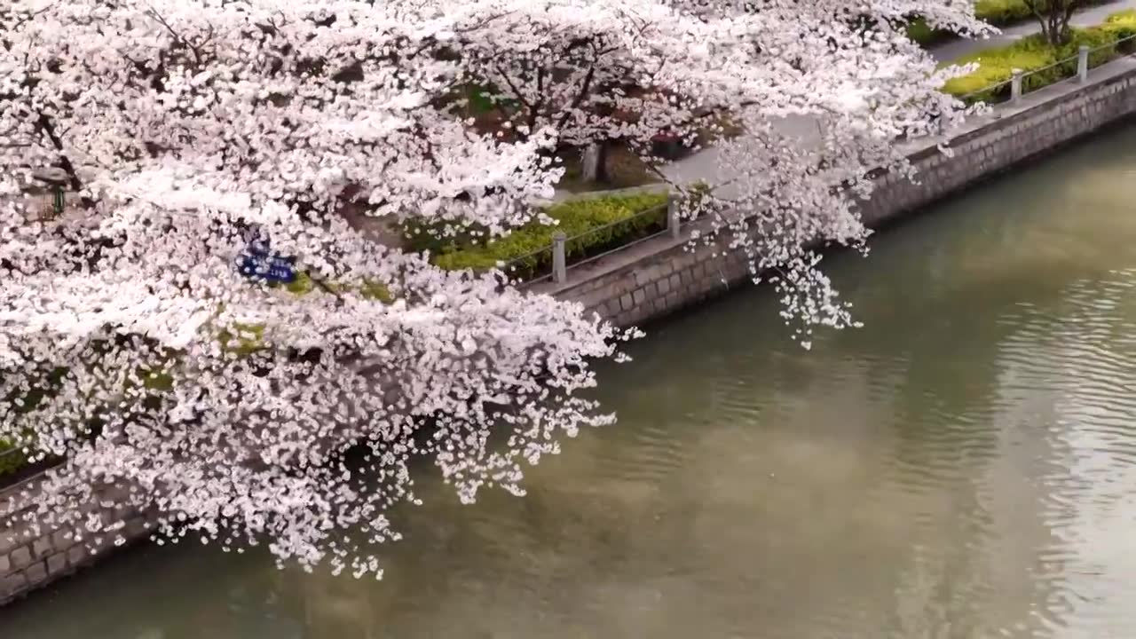 樱花盛开航拍视频素材