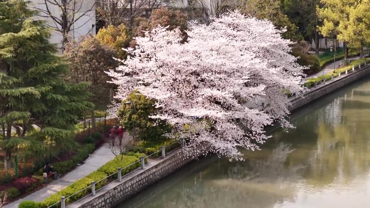 樱花盛开航拍视频素材