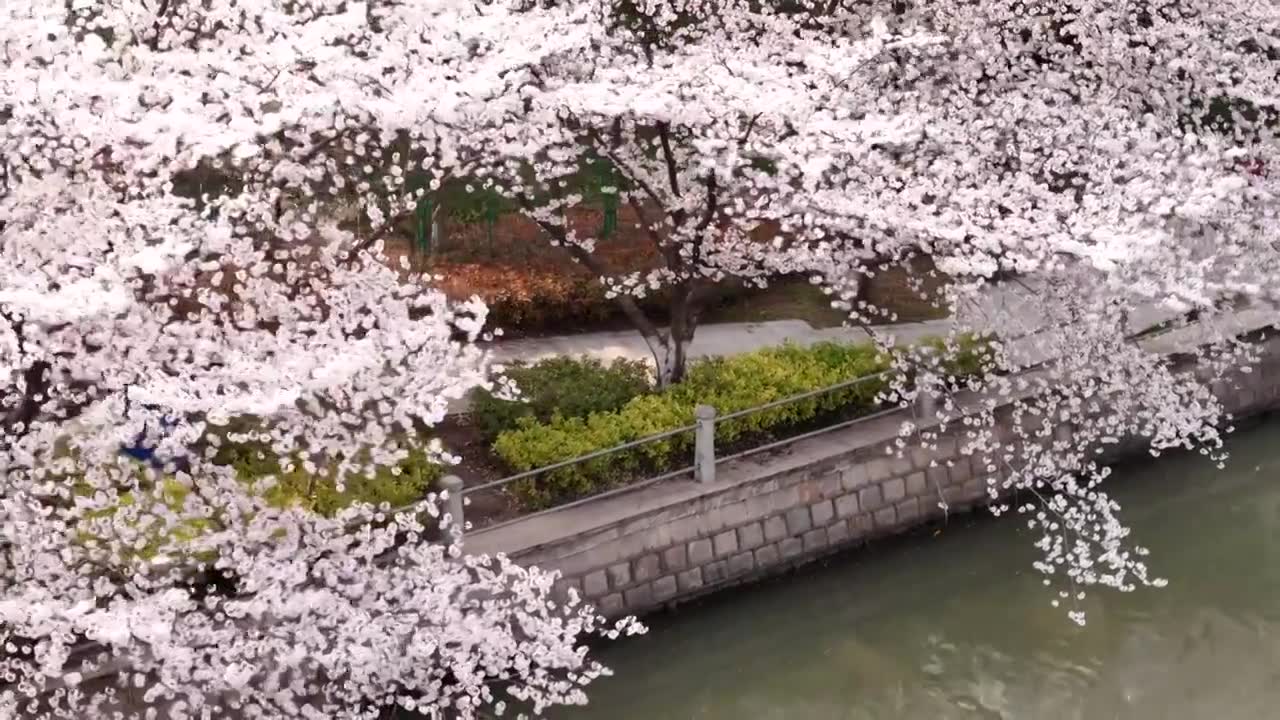 樱花盛开航拍视频下载