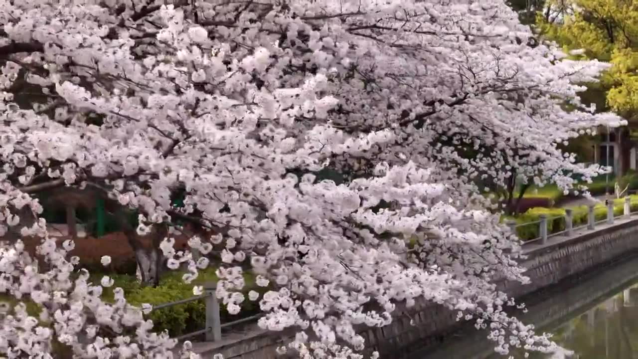 樱花盛开航拍视频素材