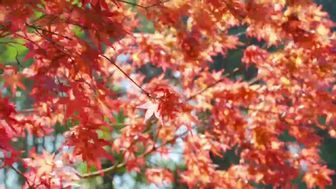 秋天红枫树林春天小清新红色鸡爪槭视频素材