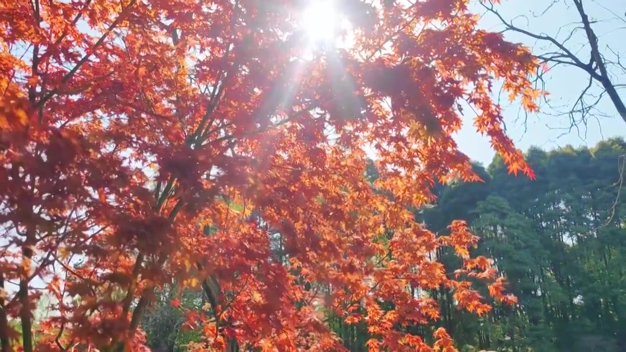 秋天红枫树林春天小清新红色鸡爪槭视频素材