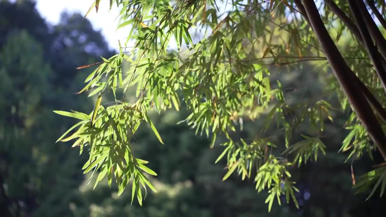 春天阳关透过竹林竹叶风吹竹叶竹林光影视频素材