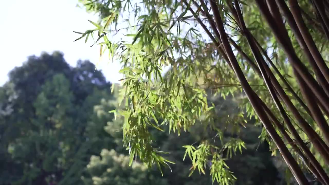 春天阳关透过竹林竹叶风吹竹叶竹林光影视频素材