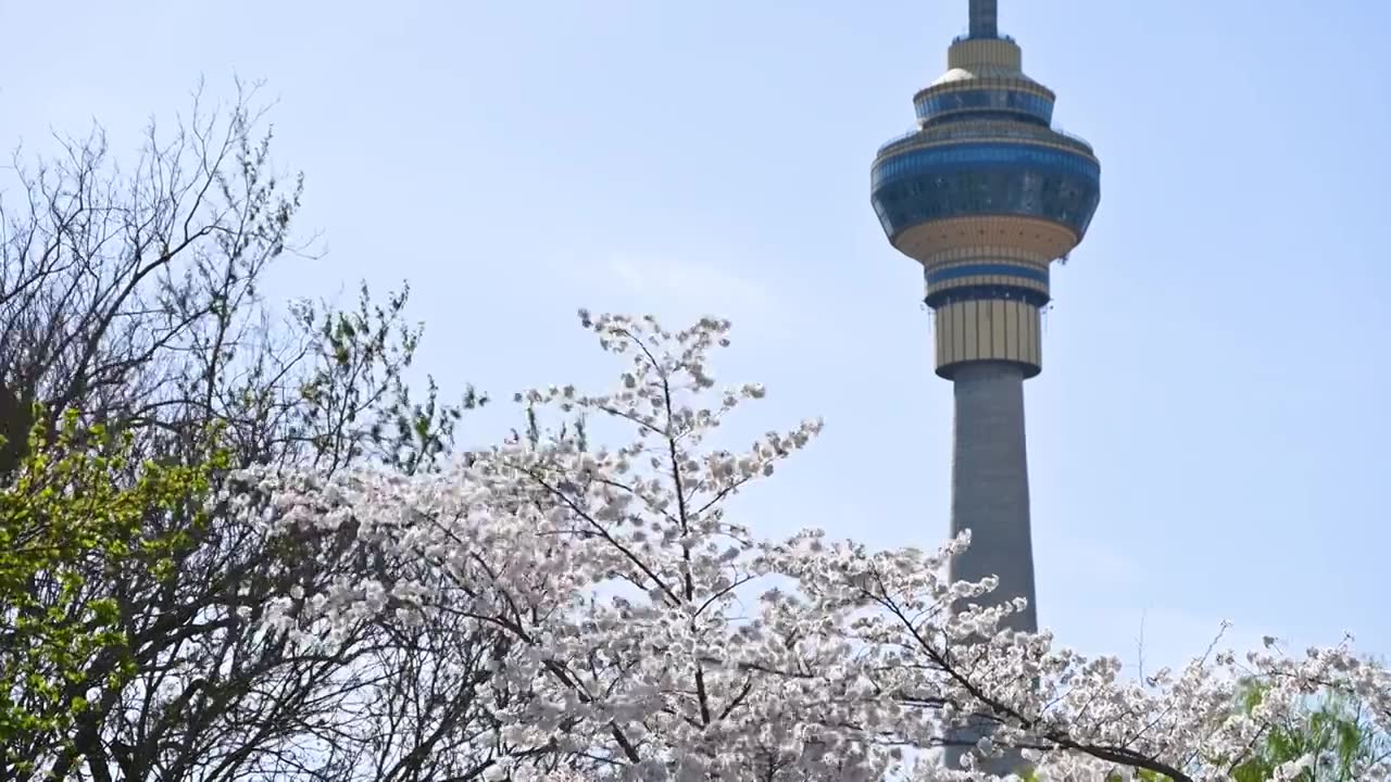 北京春天玉渊潭樱花与电视塔视频素材