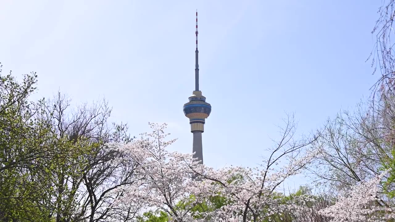 北京春天玉渊潭樱花与电视塔视频素材