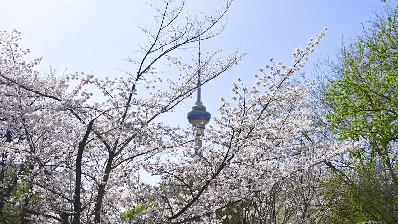 北京春天玉渊潭樱花与电视塔视频素材