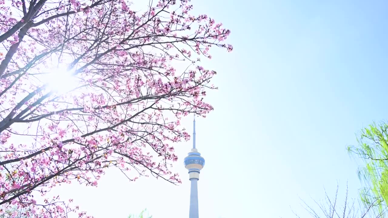 北京春天玉渊潭樱花与电视塔视频素材