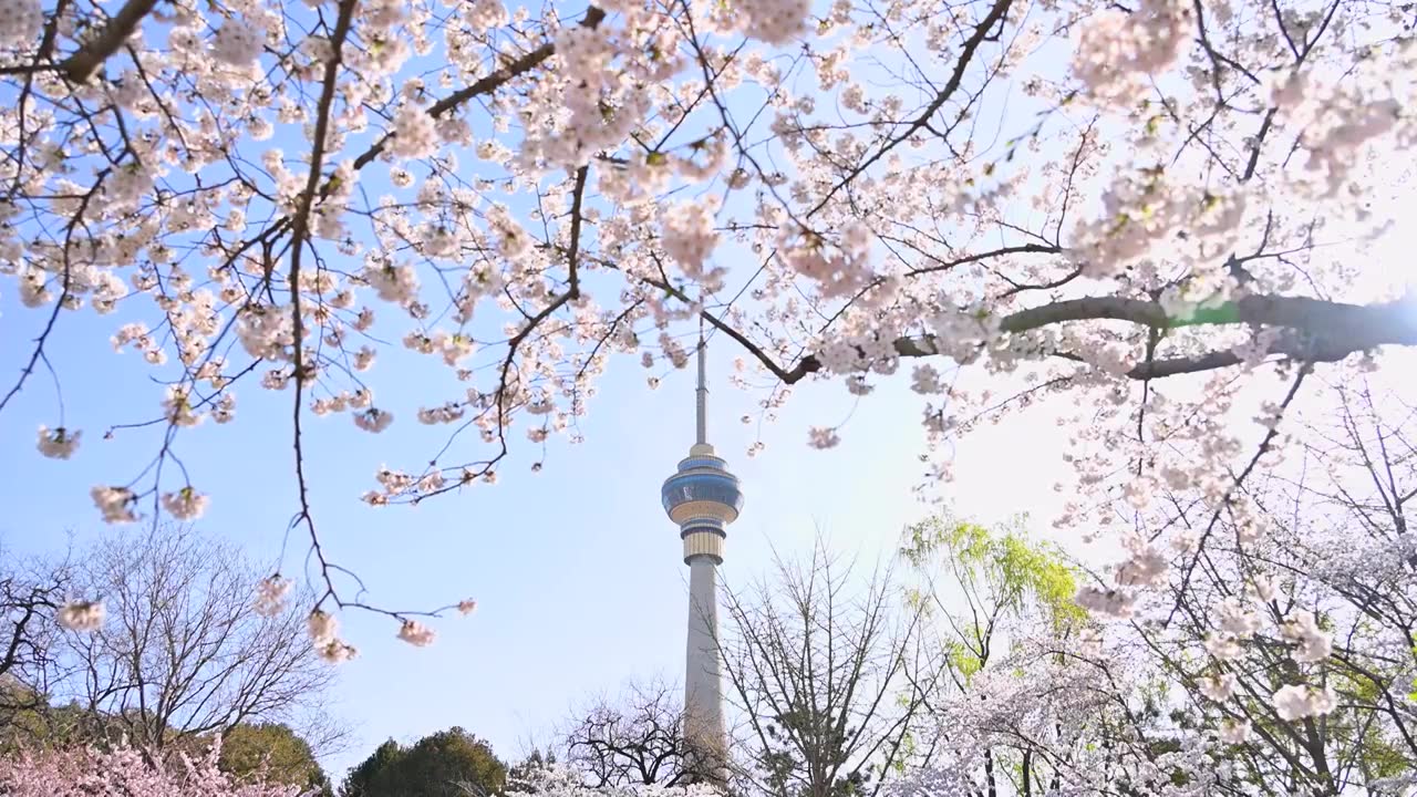 北京春天玉渊潭樱花与电视塔视频素材