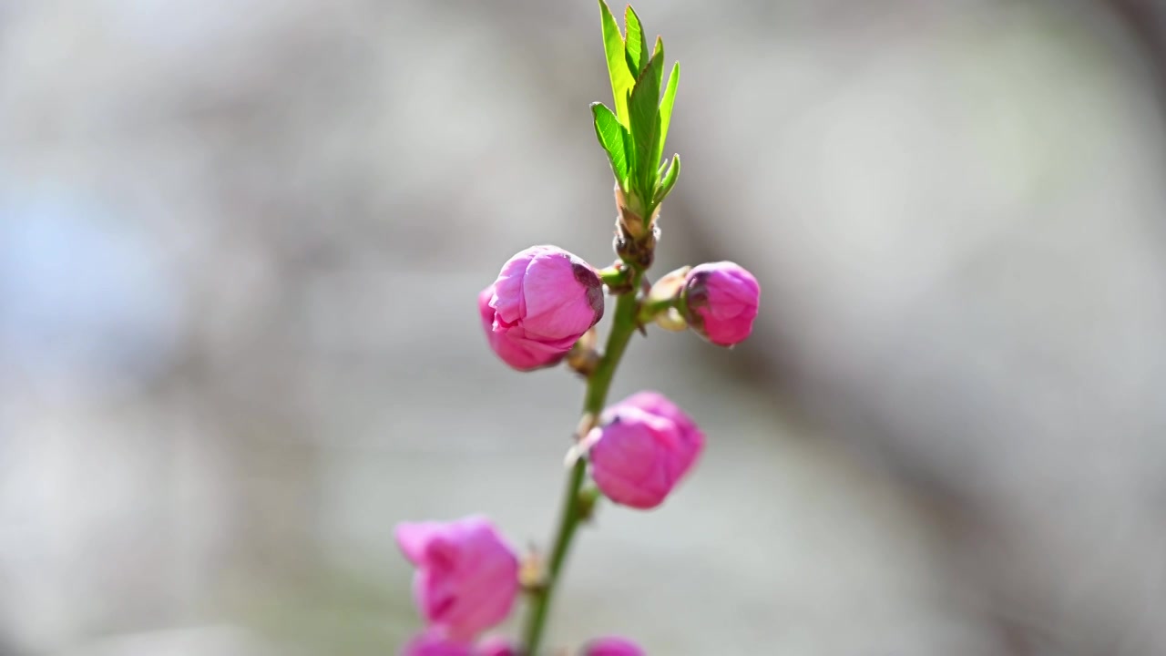 春天盛开的粉色碧桃桃花花朵特写视频素材