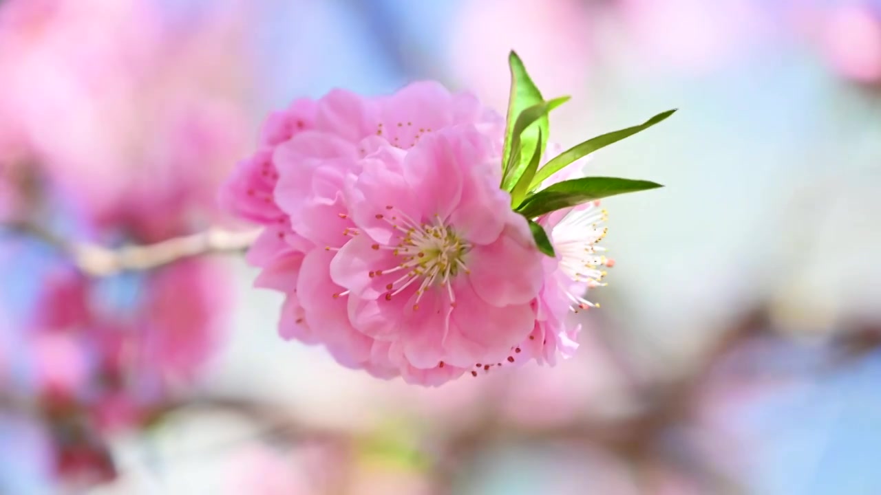 春天盛开的粉色碧桃桃花花朵特写视频素材