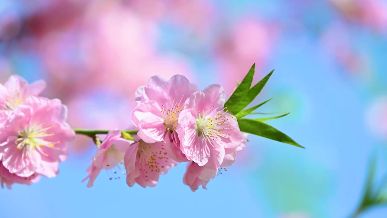 春天盛开的粉色碧桃桃花花朵特写视频素材