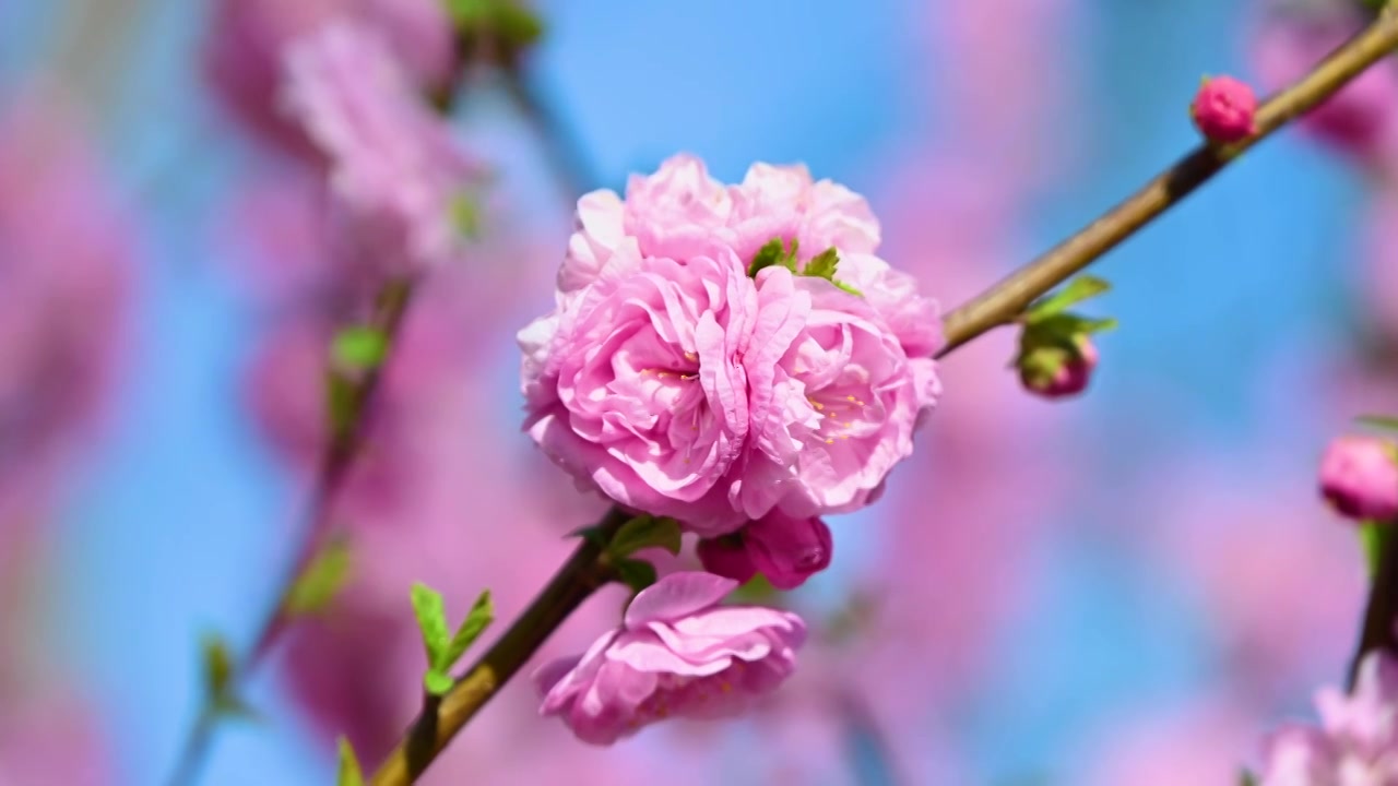 春天盛开的粉色碧桃桃花花朵特写视频素材