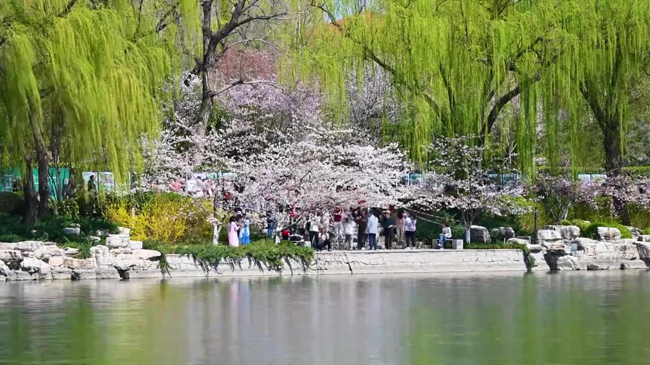 北京春天玉渊潭公园湖面蓝天柳树风光视频素材