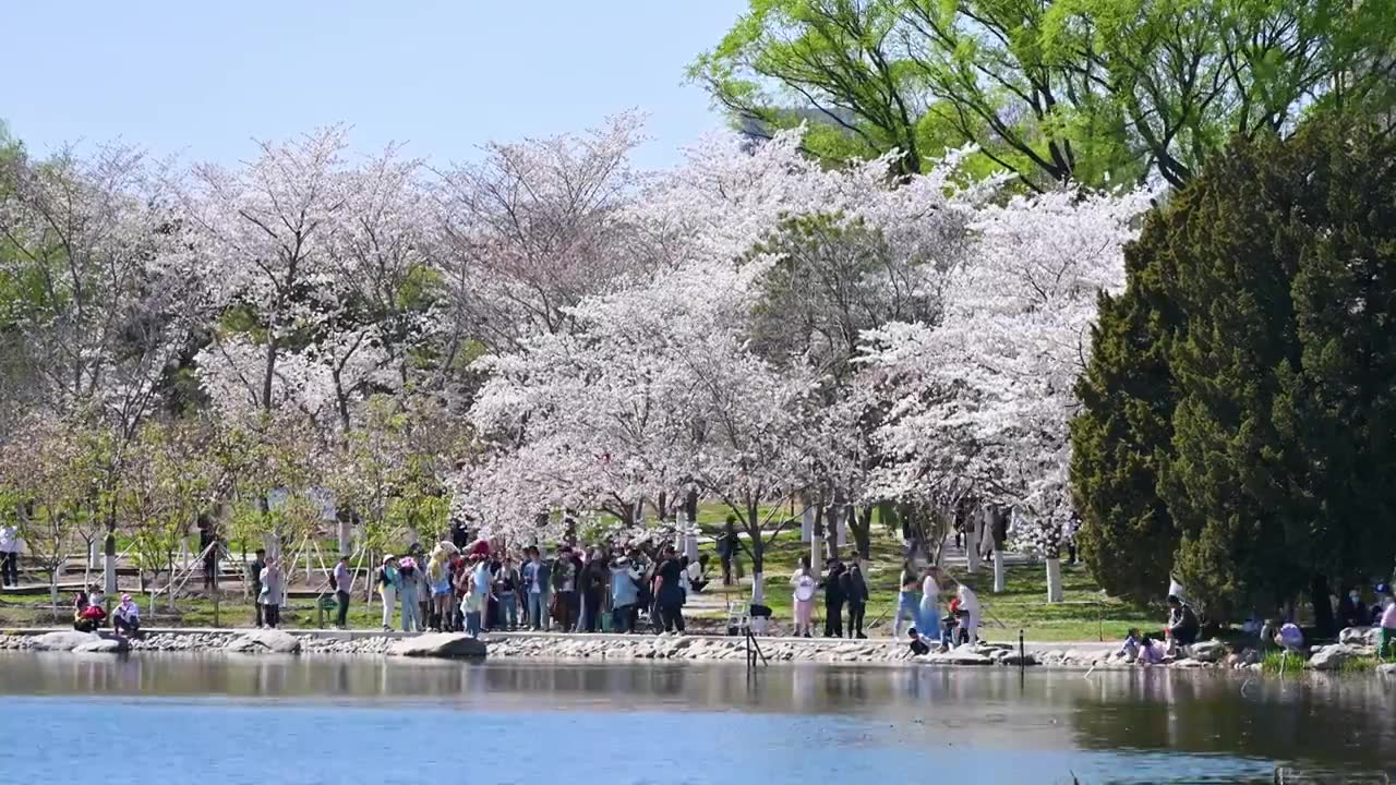 北京春天玉渊潭公园湖面蓝天柳树风光视频素材