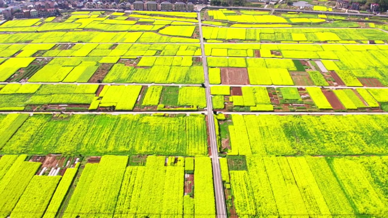 杭州富阳富春江边包家淇村春天乡村田园油菜花自然清新治愈风景视频素材