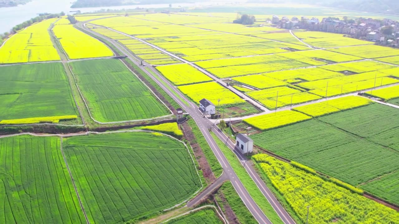 杭州富阳富春江边包家淇村春天乡村田园油菜花自然清新治愈风景视频素材