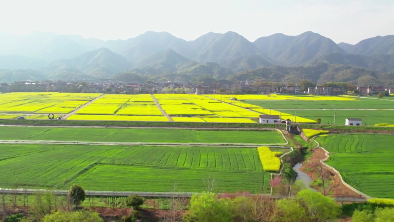 杭州富阳富春江边包家淇村春天乡村田园油菜花自然清新治愈风景视频素材