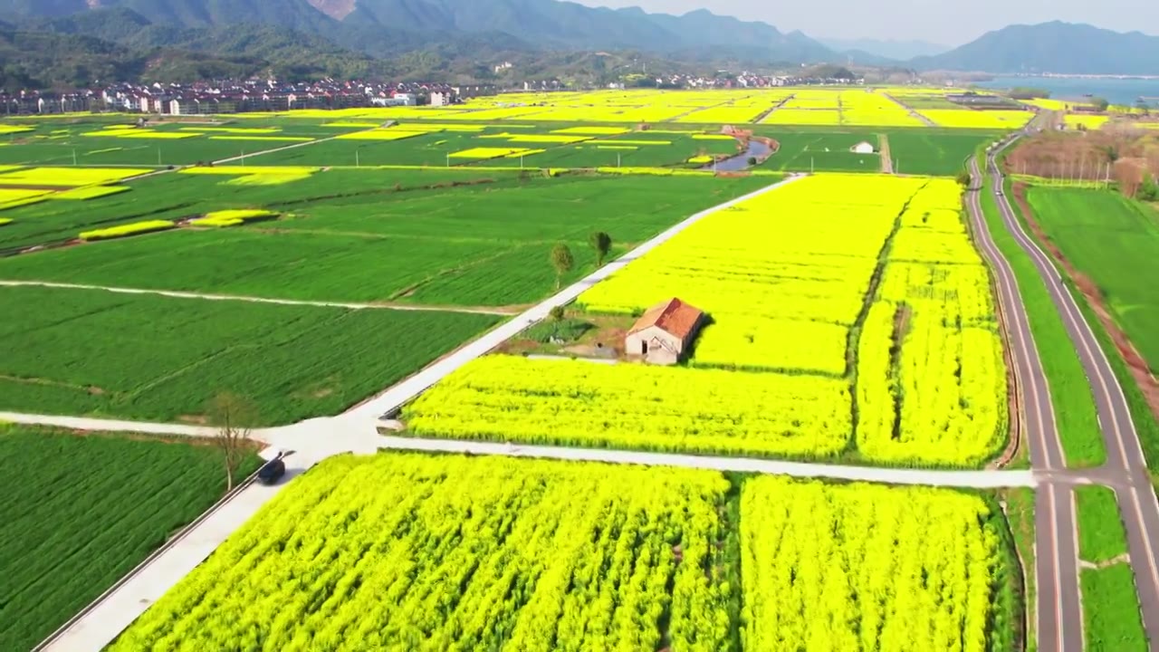 杭州富阳富春江边包家淇村春天乡村田园油菜花自然清新治愈风景视频素材