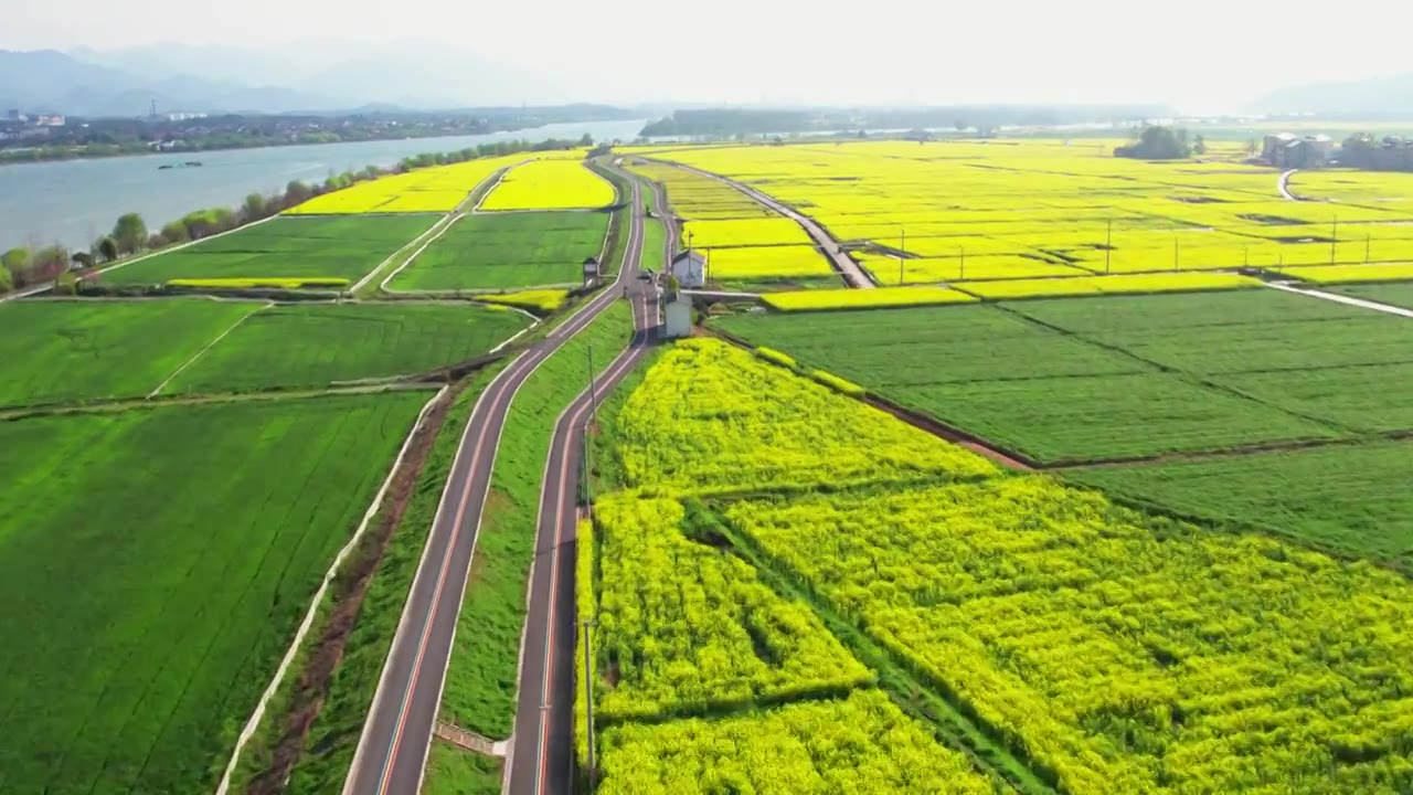 杭州富阳富春江边包家淇村春天乡村田园油菜花自然清新治愈风景视频素材