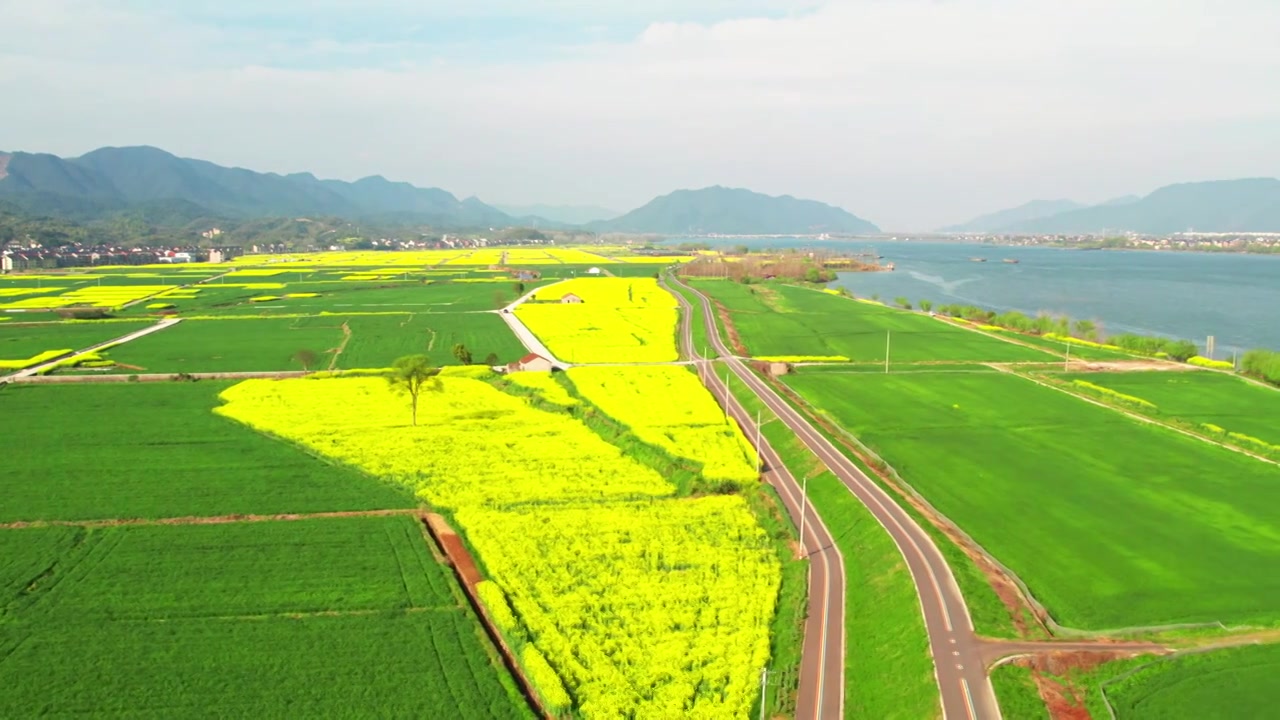 杭州富阳富春江边包家淇村春天乡村田园油菜花自然清新治愈风景视频素材