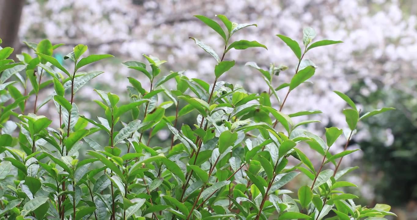 春天生态茶园茶田 樱花背景视频素材