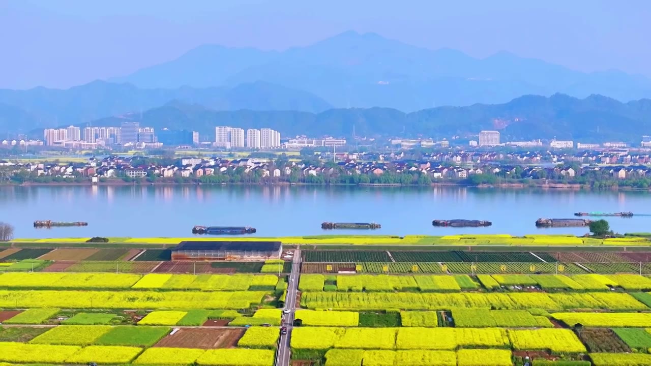 杭州富阳富春江油菜花田视频素材