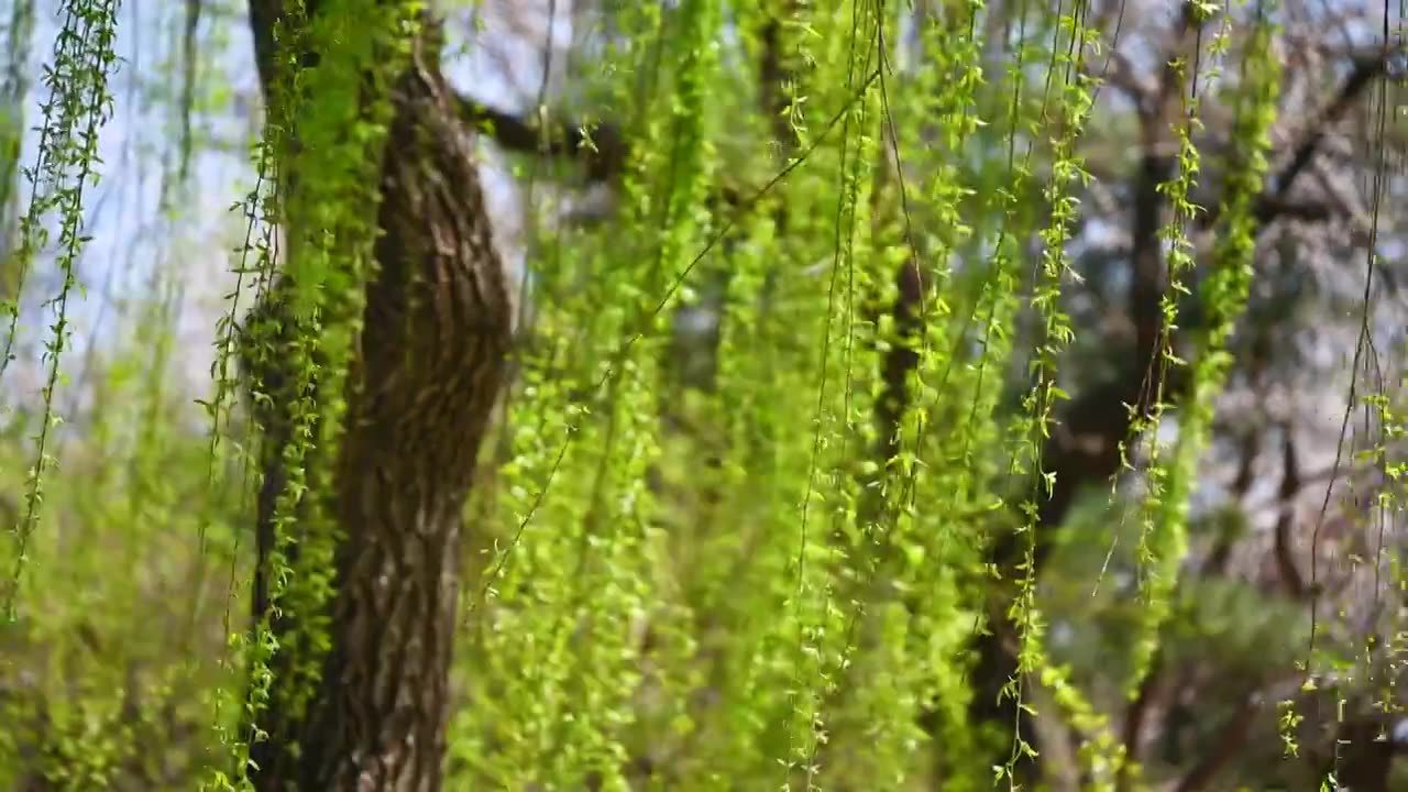 春天春风吹动绿色发芽的垂柳树枝随风摆动视频素材