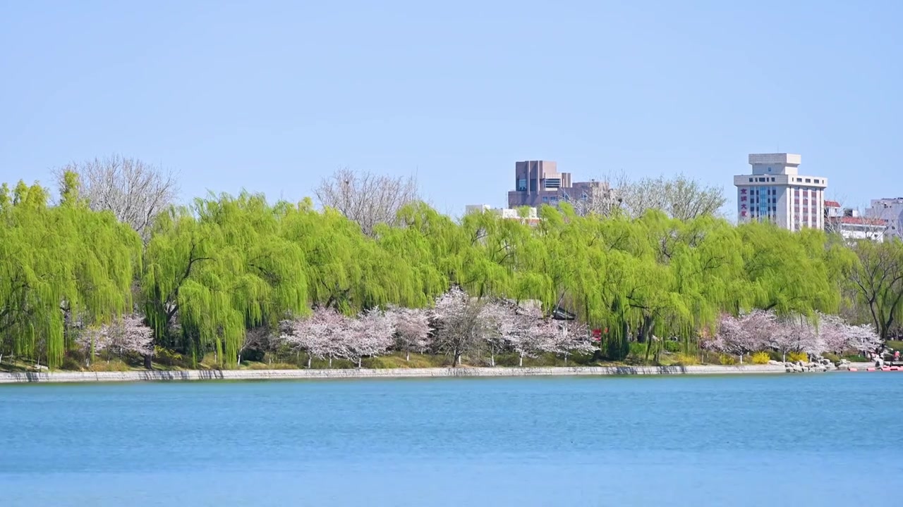 北京春天玉渊潭公园湖面蓝天柳树风光视频素材