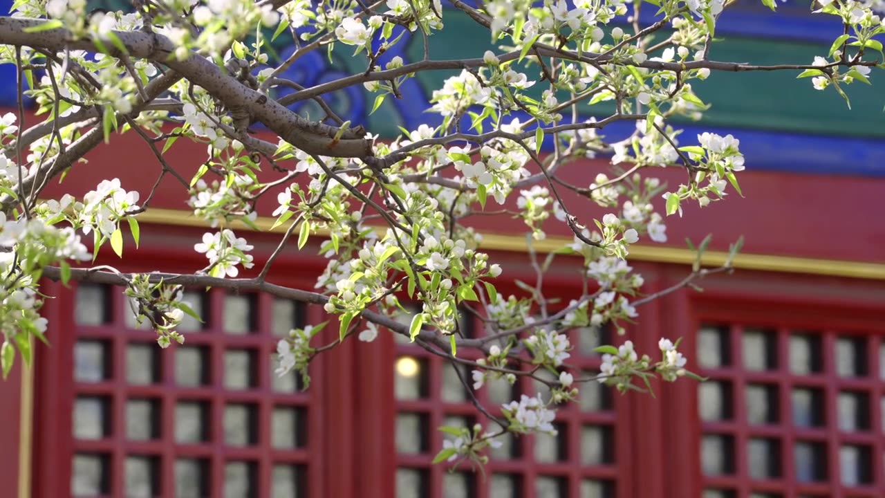 北京智化寺春天梨树梨花慢镜视频素材