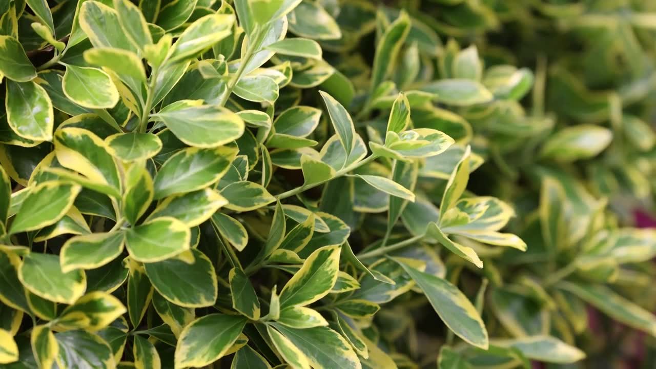 初春绿色的叶子8K视频素材画面1