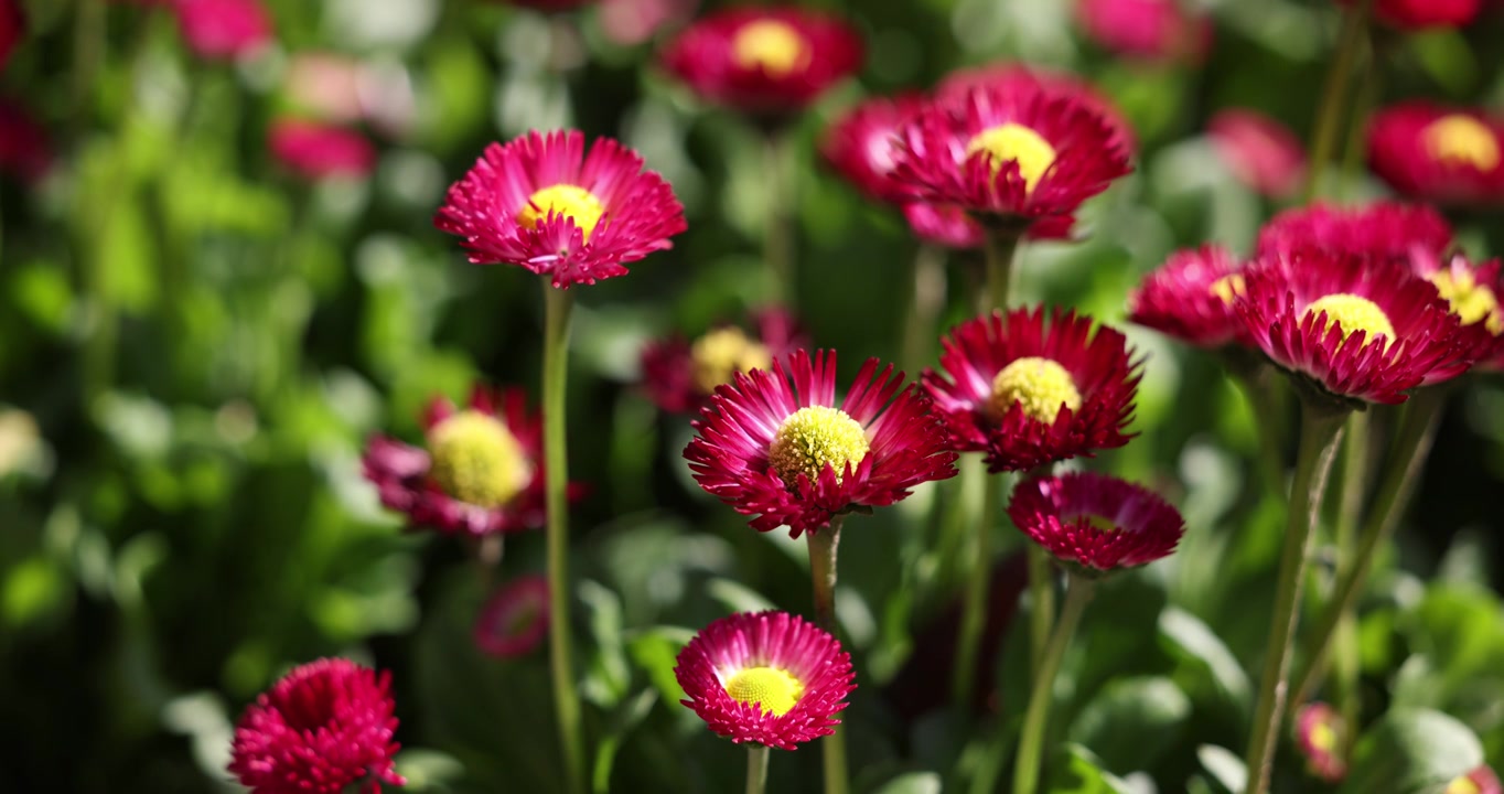 花园里的红色小菊花8K视频素材