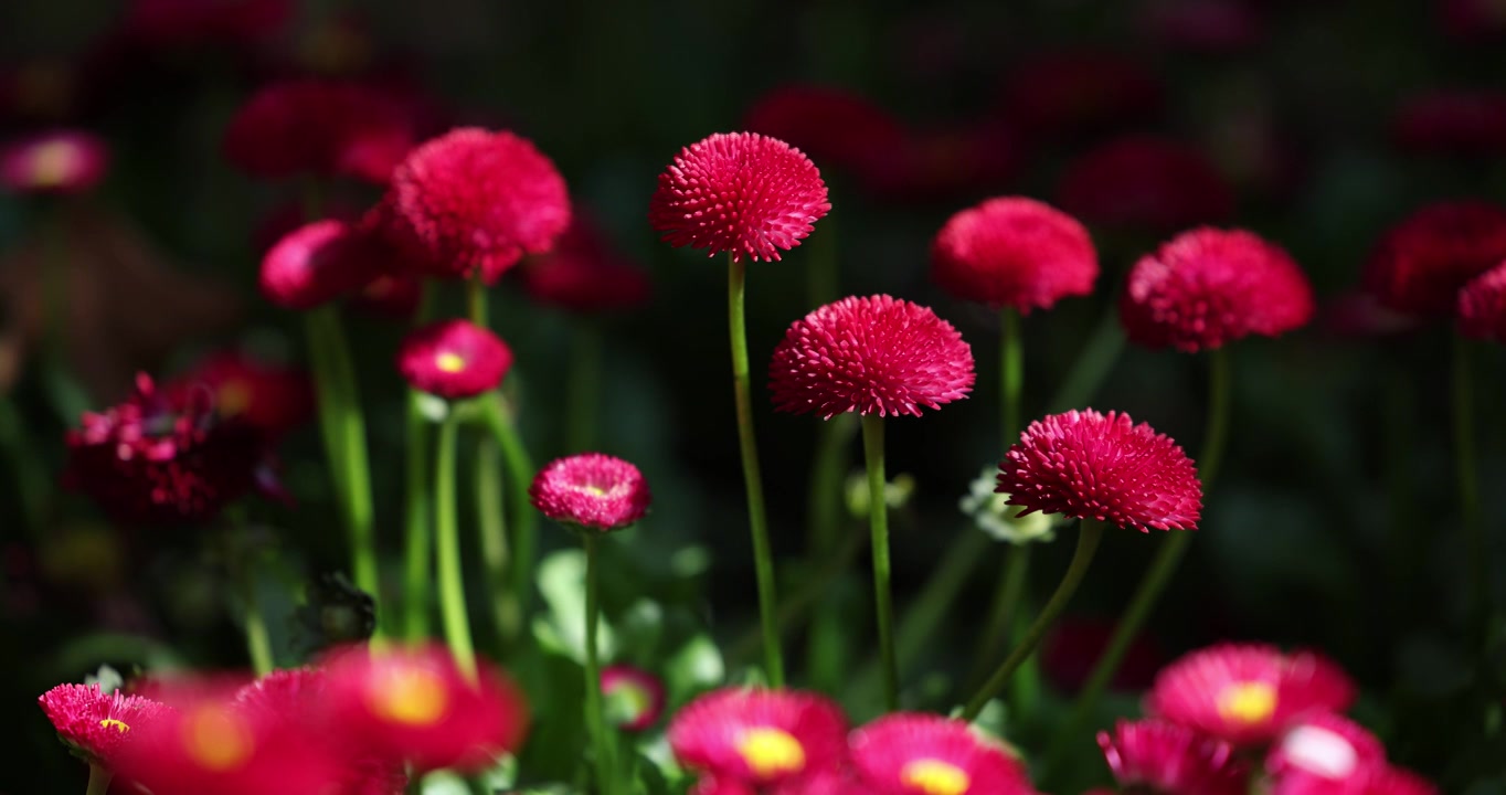 花园里的红色小菊花8K视频素材