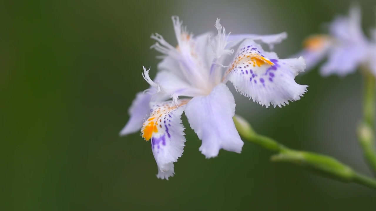 蝴蝶花视频素材