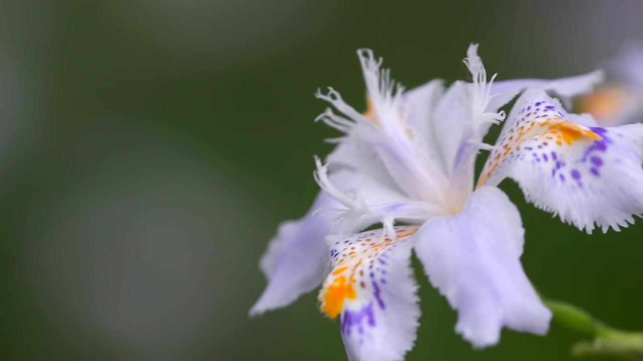 蝴蝶花视频素材