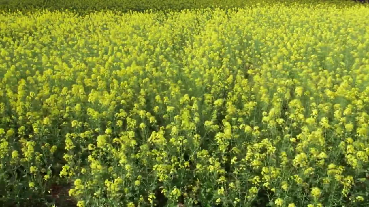 油菜花视频素材