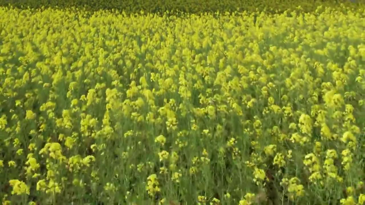 油菜花视频素材