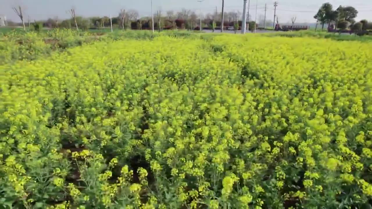 油菜花视频下载