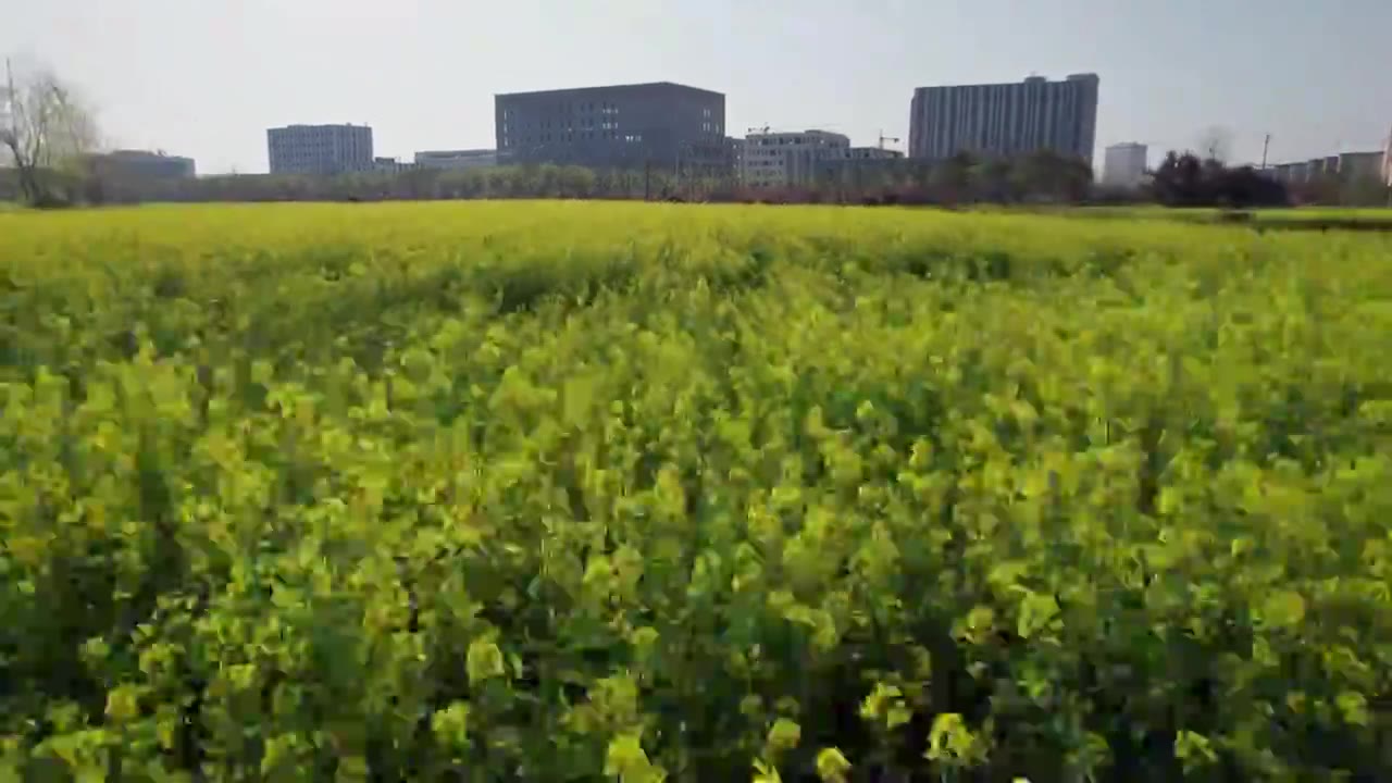 油菜花视频素材